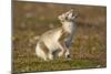 Arctic Fox Kit Playing on Tundra on Edgeoya Island-Paul Souders-Mounted Photographic Print