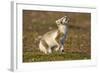 Arctic Fox Kit Playing on Tundra on Edgeoya Island-Paul Souders-Framed Photographic Print