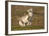 Arctic Fox Kit Playing on Tundra on Edgeoya Island-Paul Souders-Framed Photographic Print