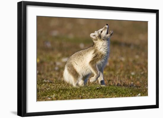 Arctic Fox Kit Playing on Tundra on Edgeoya Island-Paul Souders-Framed Photographic Print