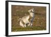 Arctic Fox Kit Playing on Tundra on Edgeoya Island-Paul Souders-Framed Photographic Print