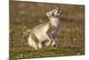 Arctic Fox Kit Playing on Tundra on Edgeoya Island-Paul Souders-Mounted Photographic Print