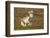 Arctic Fox Kit Playing on Tundra on Edgeoya Island-Paul Souders-Framed Photographic Print