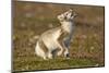 Arctic Fox Kit Playing on Tundra on Edgeoya Island-Paul Souders-Mounted Photographic Print