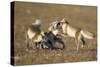 Arctic Fox Kits Playing on Tundra on Edgeoya Island-Paul Souders-Stretched Canvas