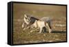 Arctic Fox Kits Playing on Tundra on Edgeoya Island-Paul Souders-Framed Stretched Canvas
