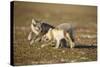 Arctic Fox Kits Playing on Tundra on Edgeoya Island-Paul Souders-Stretched Canvas