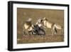 Arctic Fox Kits Playing on Tundra on Edgeoya Island-Paul Souders-Framed Photographic Print