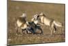 Arctic Fox Kits Playing on Tundra on Edgeoya Island-Paul Souders-Mounted Photographic Print