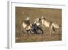 Arctic Fox Kits Playing on Tundra on Edgeoya Island-Paul Souders-Framed Photographic Print