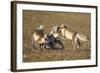 Arctic Fox Kits Playing on Tundra on Edgeoya Island-Paul Souders-Framed Photographic Print