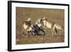 Arctic Fox Kits Playing on Tundra on Edgeoya Island-Paul Souders-Framed Photographic Print