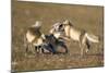 Arctic Fox Kits Playing on Tundra on Edgeoya Island-Paul Souders-Mounted Photographic Print