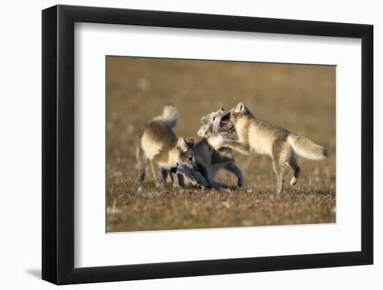 Arctic Fox Kits Playing on Tundra on Edgeoya Island-Paul Souders-Framed Photographic Print