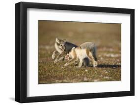 Arctic Fox Kits Playing on Tundra on Edgeoya Island-Paul Souders-Framed Photographic Print