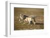 Arctic Fox Kits Playing on Tundra on Edgeoya Island-Paul Souders-Framed Photographic Print