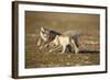 Arctic Fox Kits Playing on Tundra on Edgeoya Island-Paul Souders-Framed Photographic Print