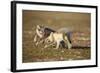 Arctic Fox Kits Playing on Tundra on Edgeoya Island-Paul Souders-Framed Photographic Print