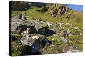 Arctic Fox Kits, Svalbard, Norway-Paul Souders-Stretched Canvas