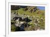 Arctic Fox Kits, Svalbard, Norway-Paul Souders-Framed Premium Photographic Print