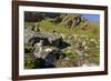 Arctic Fox Kits, Svalbard, Norway-Paul Souders-Framed Premium Photographic Print