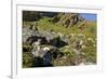 Arctic Fox Kits, Svalbard, Norway-Paul Souders-Framed Photographic Print