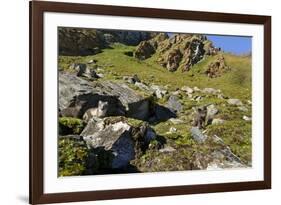 Arctic Fox Kits, Svalbard, Norway-Paul Souders-Framed Photographic Print