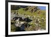 Arctic Fox Kits, Svalbard, Norway-Paul Souders-Framed Photographic Print