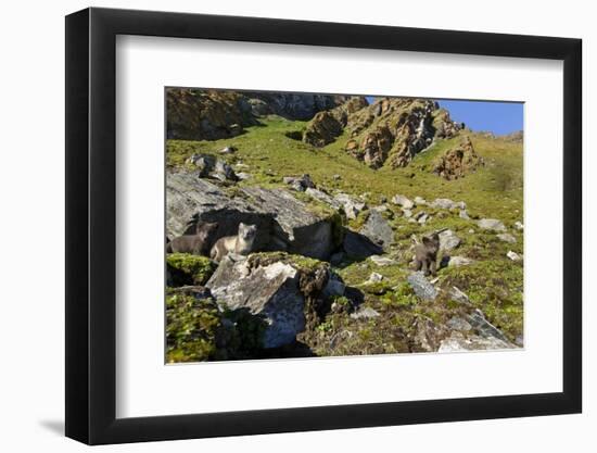 Arctic Fox Kits, Svalbard, Norway-Paul Souders-Framed Photographic Print