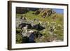 Arctic Fox Kits, Svalbard, Norway-Paul Souders-Framed Photographic Print