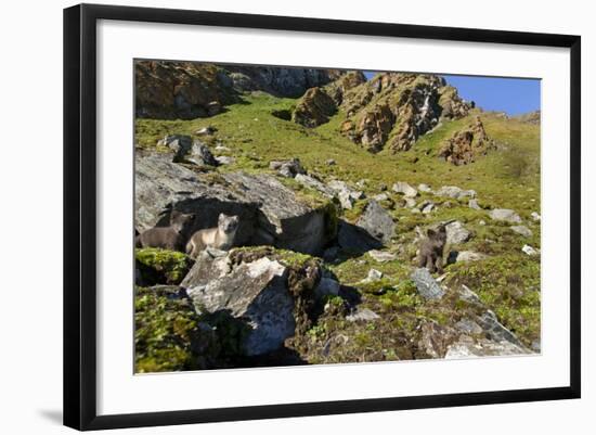 Arctic Fox Kits, Svalbard, Norway-Paul Souders-Framed Photographic Print