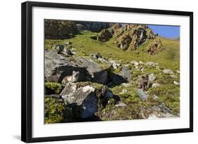 Arctic Fox Kits, Svalbard, Norway-Paul Souders-Framed Photographic Print