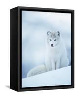 Arctic Fox Male Portrait, Norway-Pete Cairns-Framed Stretched Canvas