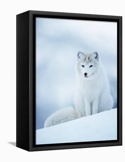 Arctic Fox Male Portrait, Norway-Pete Cairns-Framed Stretched Canvas