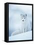 Arctic Fox Male Portrait, Norway-Pete Cairns-Framed Stretched Canvas