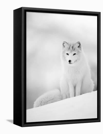 Arctic Fox Male Portrait, Norway-Pete Cairns-Framed Stretched Canvas