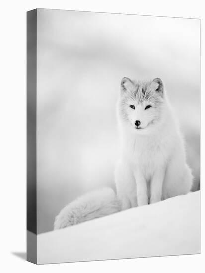 Arctic Fox Male Portrait, Norway-Pete Cairns-Stretched Canvas