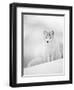 Arctic Fox Male Portrait, Norway-Pete Cairns-Framed Premium Photographic Print