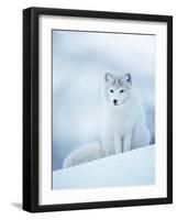 Arctic Fox Male Portrait, Norway-Pete Cairns-Framed Photographic Print