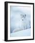 Arctic Fox Male Portrait, Norway-Pete Cairns-Framed Photographic Print