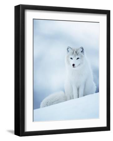 'Arctic Fox Male Portrait, Norway' Photographic Print - Pete Cairns ...