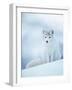 Arctic Fox Male Portrait, Norway-Pete Cairns-Framed Photographic Print