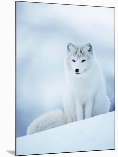 Arctic Fox Male Portrait, Norway-Pete Cairns-Mounted Photographic Print