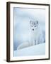 Arctic Fox Male Portrait, Norway-Pete Cairns-Framed Photographic Print