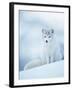 Arctic Fox Male Portrait, Norway-Pete Cairns-Framed Photographic Print