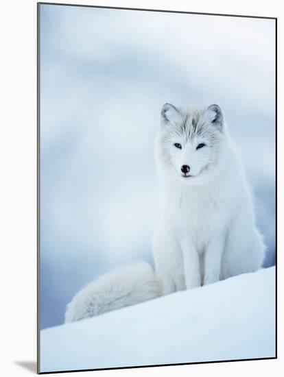 Arctic Fox Male Portrait, Norway-Pete Cairns-Mounted Photographic Print