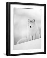 Arctic Fox Male Portrait, Norway-Pete Cairns-Framed Photographic Print