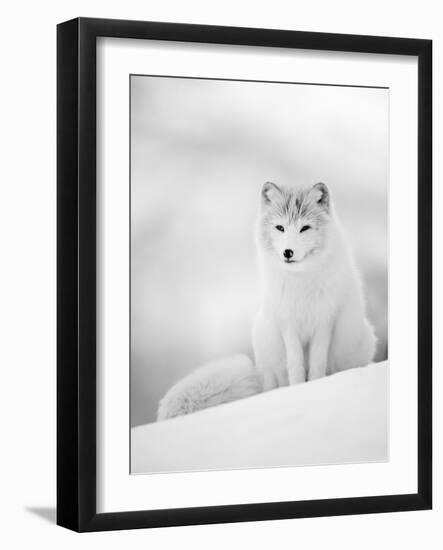 Arctic Fox Male Portrait, Norway-Pete Cairns-Framed Photographic Print