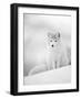 Arctic Fox Male Portrait, Norway-Pete Cairns-Framed Photographic Print