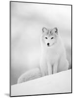 Arctic Fox Male Portrait, Norway-Pete Cairns-Mounted Photographic Print